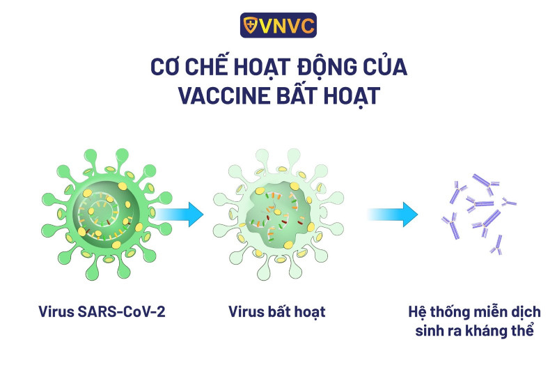 Quy trình sản xuất vắc xin bất hoạt