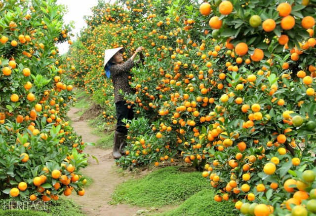 [Điểm đến] Cần Thơ mùa trái chín