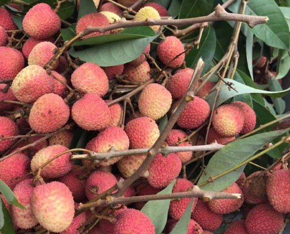 CNMB khẩn trương vận chuyển vải quả phục vụ thị trường