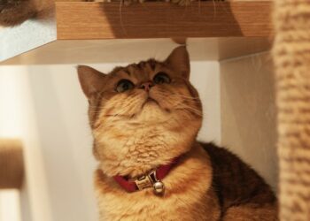 Đến cà phê mèo để tìm cách yêu