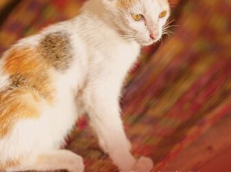 [Tết 2023] Con mèo trong văn hóa Việt