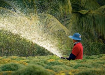 Xuân vàng Sa Đéc