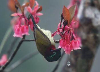 Sắc thắm nơi non cao