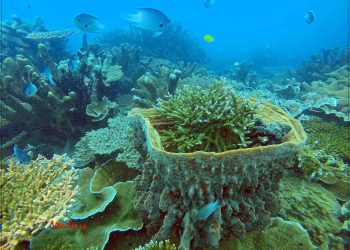 Du lịch sinh thái, bảo tồn thiên nhiên tại vườn quốc gia Côn Đảo