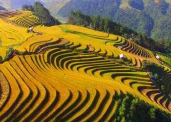 [Spirit Channel] VNA Destinations: Ngắm lúa chín sớm ở Sapa dịp 2/9