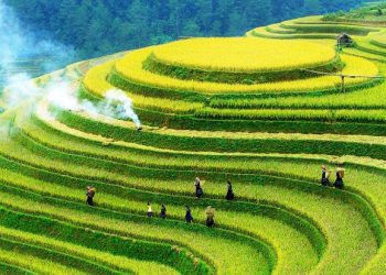 [Spirit Channel] VNA Destination: Ngắm mùa vàng ở Mù Cang Chải