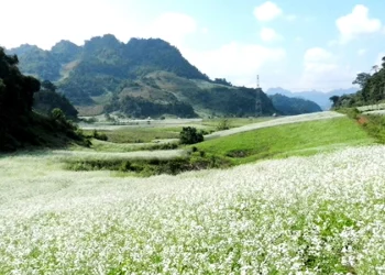 [Spirit Channel] Destination: Vẻ đẹp hoa cải trắng tại Mộc Châu, Sơn La