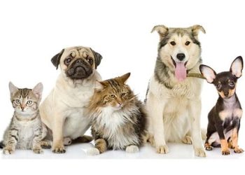 Chuẩn bị gì để đi máy bay Vietnam Airlines cùng thú cưng?