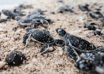 Côn Đảo vào mùa cao điểm sinh nở “vuông tròn” của loài động vật quý