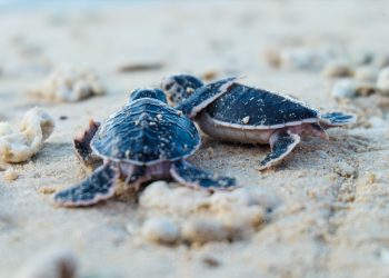 Vườn quốc gia Côn Đảo có gì để trở thành “ngôi nhà” của rùa biển?