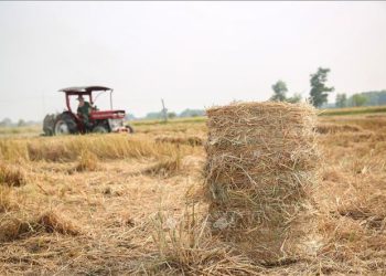 Aviation News 11/9: Rơm và trấu dùng để sản xuất nhiên liệu hàng không bền vững