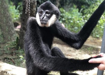 Bảo tồn vượn đen má trắng – Nỗ lực của VNA trong gìn giữ đa dạng sinh học rừng