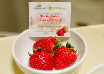 [VNA How] Dâu tây Sơn La – Hành trình từ trang trại đến suất ăn trên không
