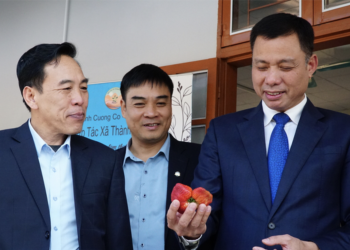 Dâu tây Sơn La ‘cất cánh’ cùng Vietnam Airlines