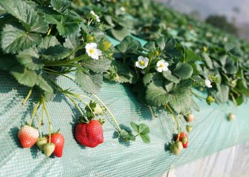 Khám phá hương vị dâu tây Sơn La trên các chuyến bay của Vietnam Airlines