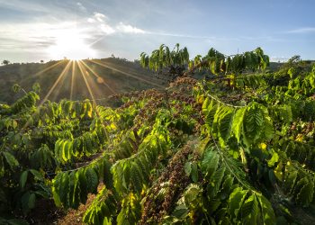 Sức sống mới cho làng quê Việt