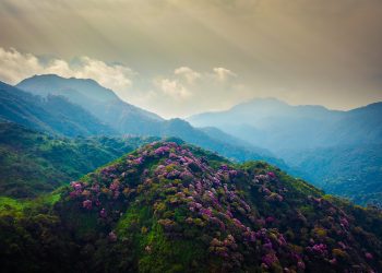 Khúc ca của hoa và gió ngàn