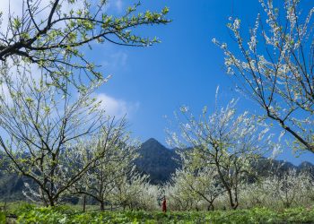 Trong trẻo mùa đông Sơn La