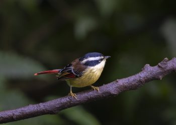 Fansipan – Nóc nhà của những cánh chim ẩn mình