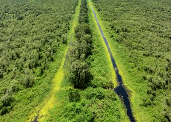 Những cánh rừng cuối trời phương Nam