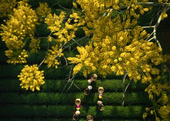 Mùa phượng vàng trên cao nguyên Bảo Lộc