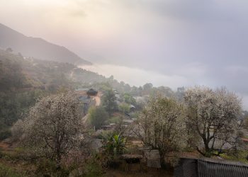 Miền cổ tích hoa táo mèo