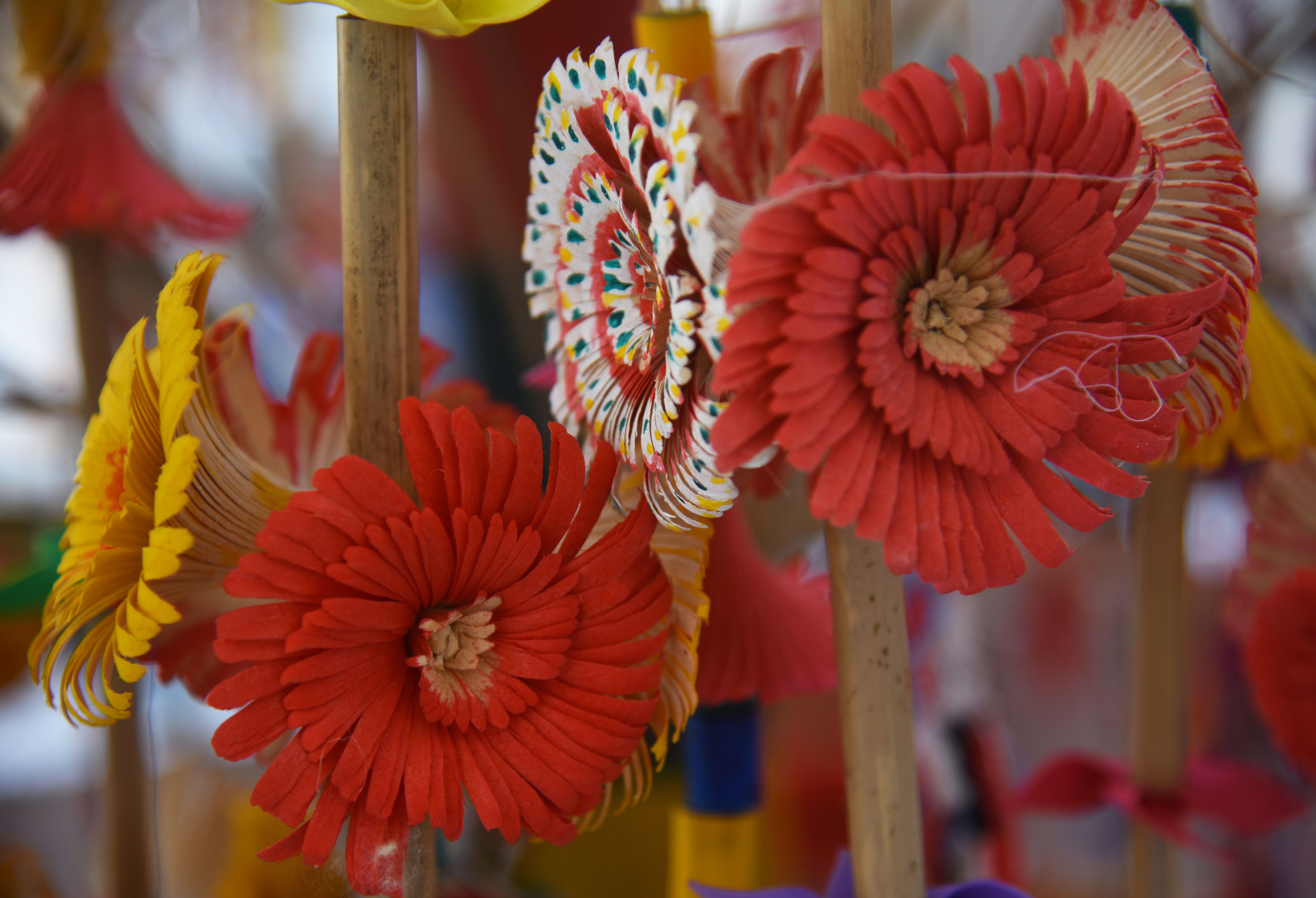 Ảnh 3 Hoa trên cây bông