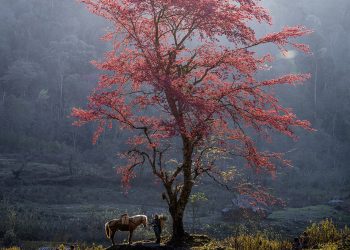 Linh vật của chuyển động và khát vọng