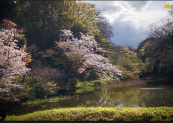 [VNA Where] Lịch trình 1 ngày khám phá Tokyo mùa hoa anh đào