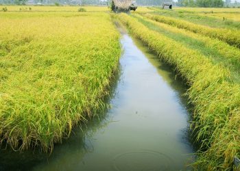 Khi người nông dân thuận thiên