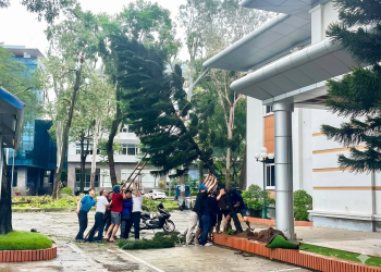 [Cuộc thi VHDN] Sen Vàng qua miền giông bão – Linh Hồng Nhung – Văn phòng Tổng Công ty