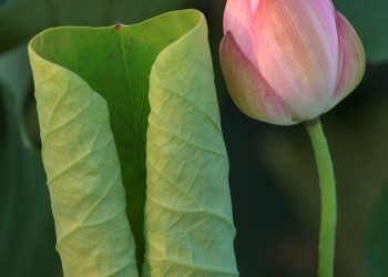 Giữ hương sen trong từng búp trà