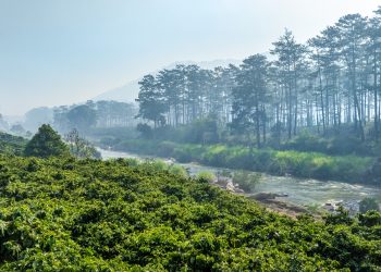 Dòng sông lặng dưới tán thông