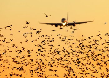 Birdstrike – Cuộc đối đầu không báo trước trên đường bay