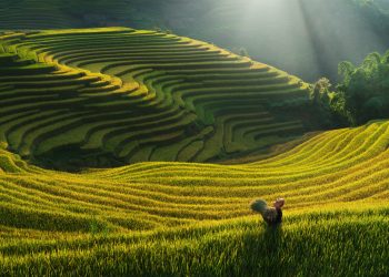 Mùa vàng trên những đôi vai