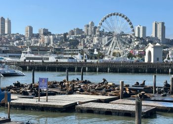 San Francisco: Thành phố của những con dốc và bầy sư tử biển